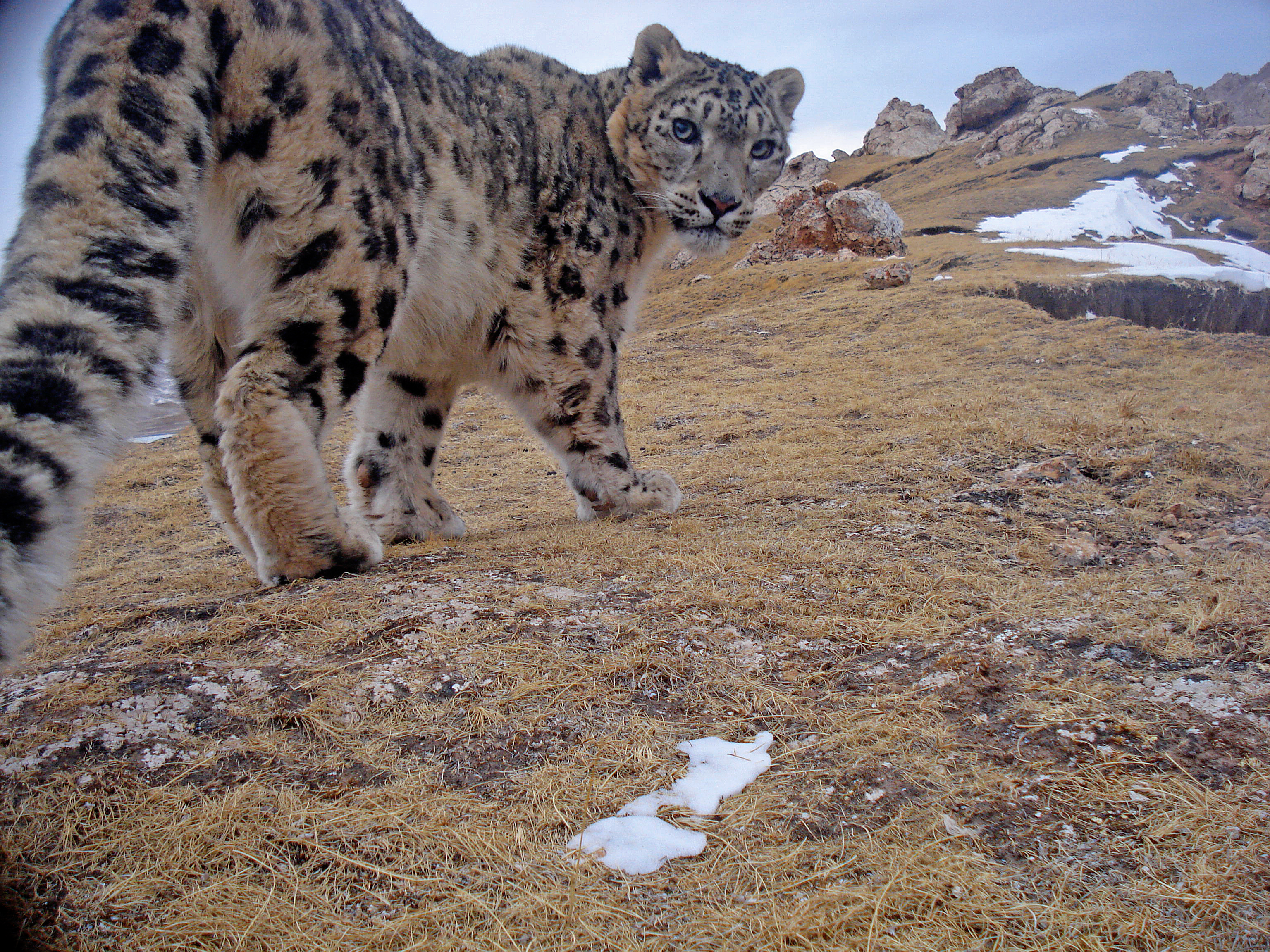 Snow Leopard